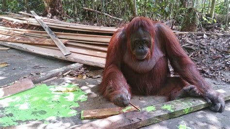 orangutan iq